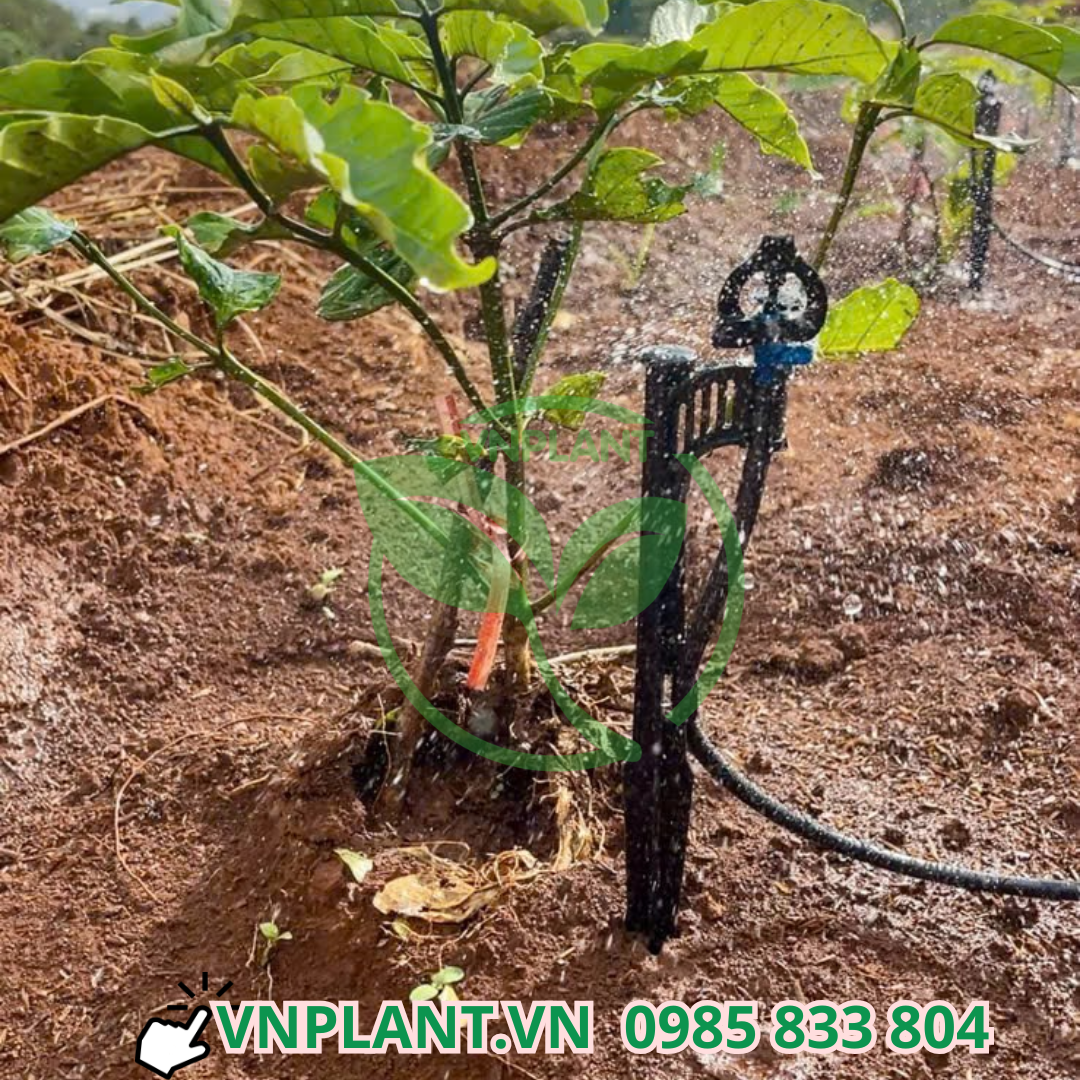 bec tuoi vp39 